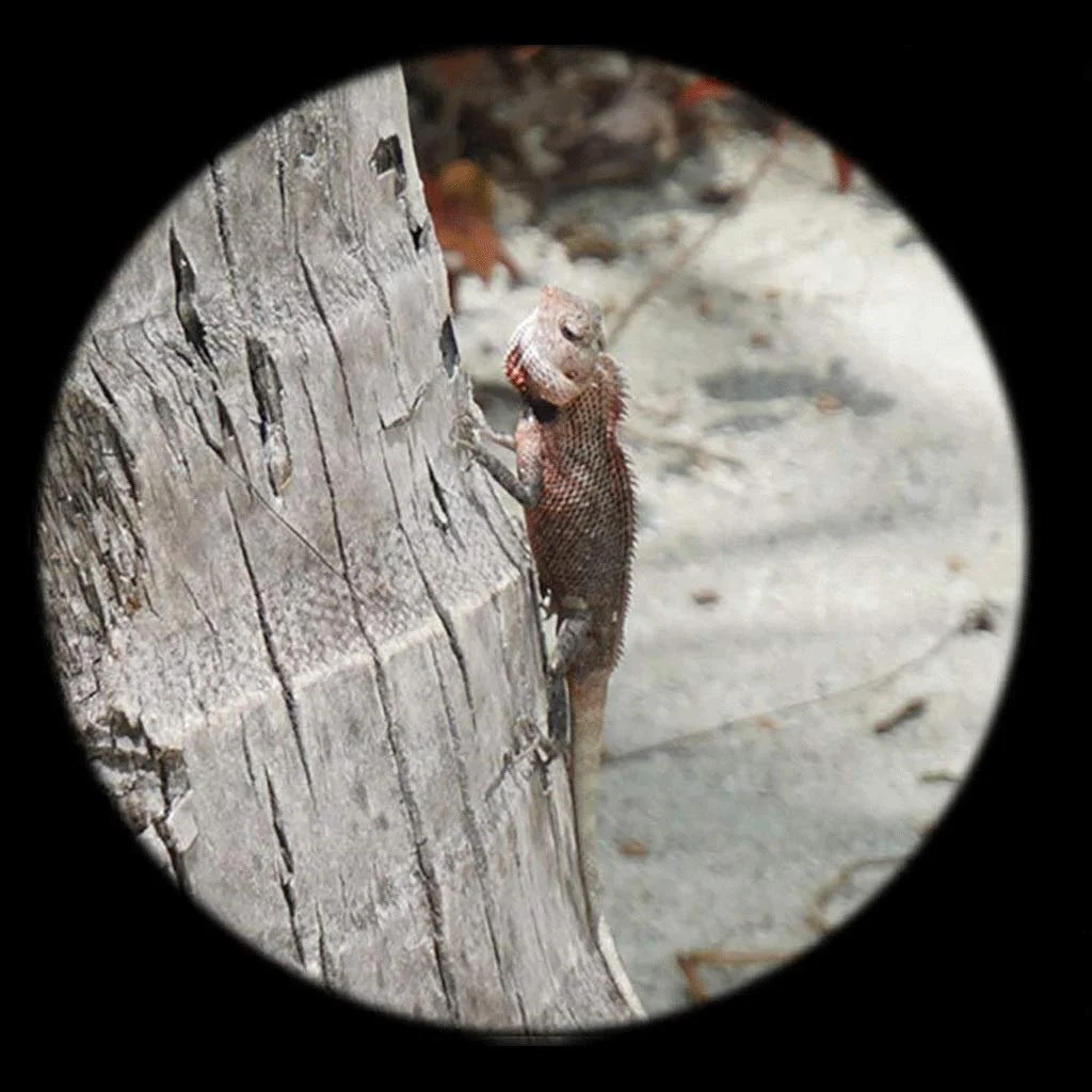 Бінокль Generic HD Roof для дорослих, фото №7