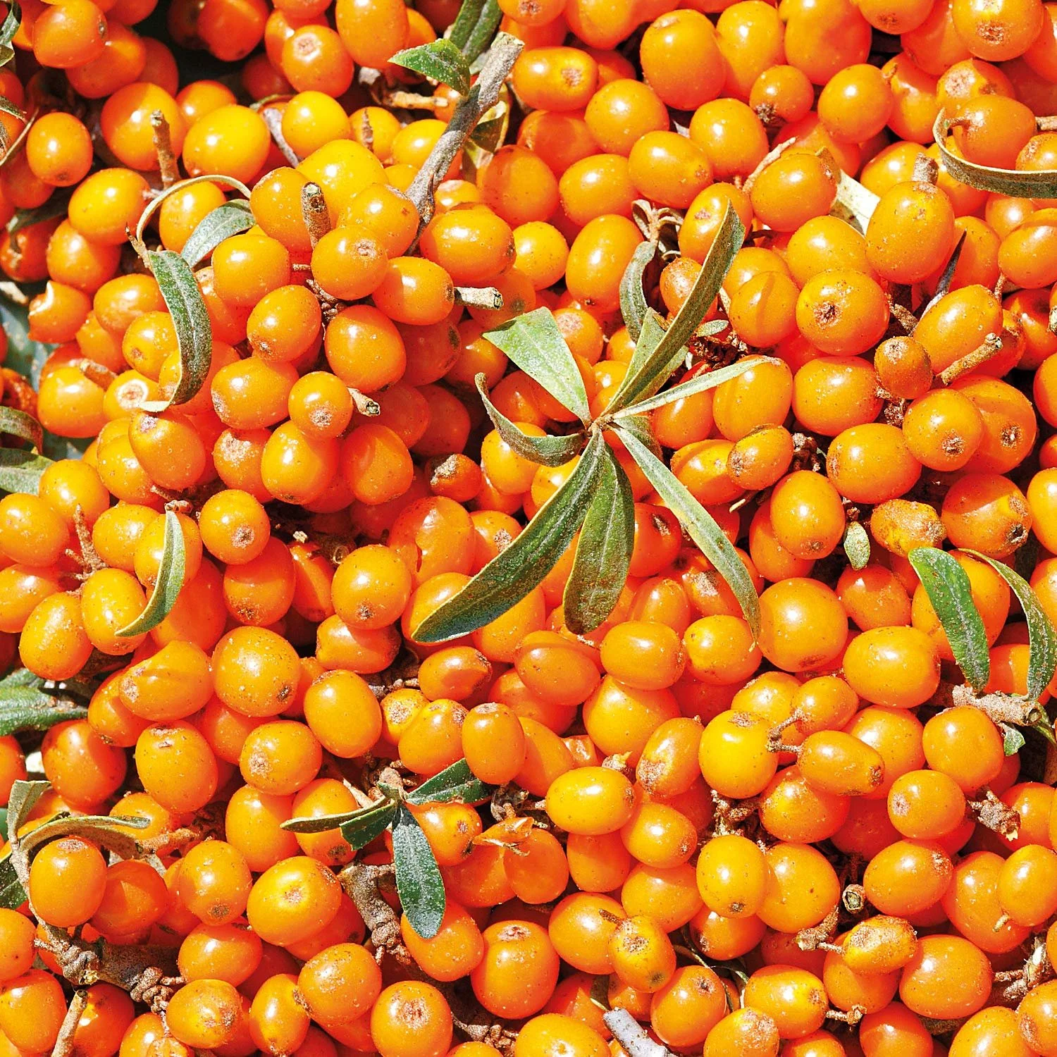 Крем для рук Weleda Organic Sea Buckthorn 10 мл, фото №7