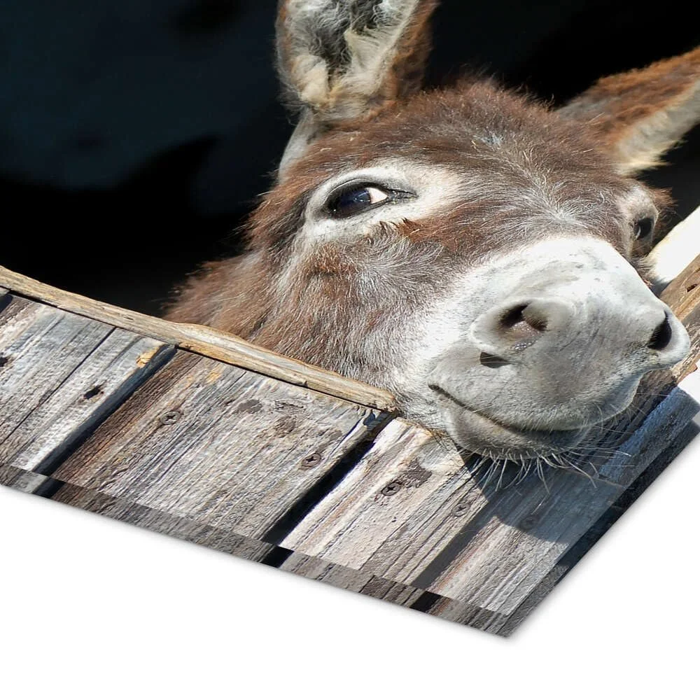 Картина на акриловому склі Posterlounge Милий цікавий ослик 30 x 20 см, фото №3