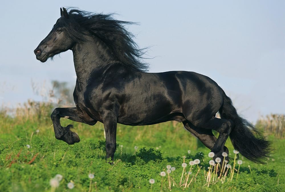 Пазл Schmidt Spiele 55588 horses в металлическом кейсе 2x26 и 2x48 элементов цветной, фото №5