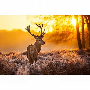 Пазл 1000 деталей Forest Animal Deer Sunrise Elk HD - Фото 1