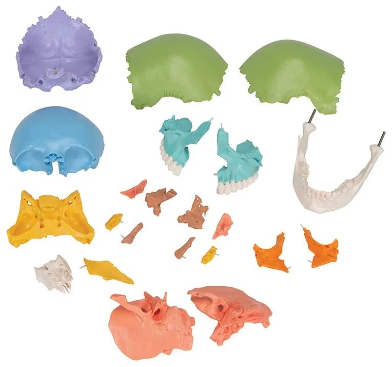 Модель черепа человека 3B Scientific  / 22 части / Подвижная челюсть  / 3B Smart Anatom / Разноцветная, фото №5