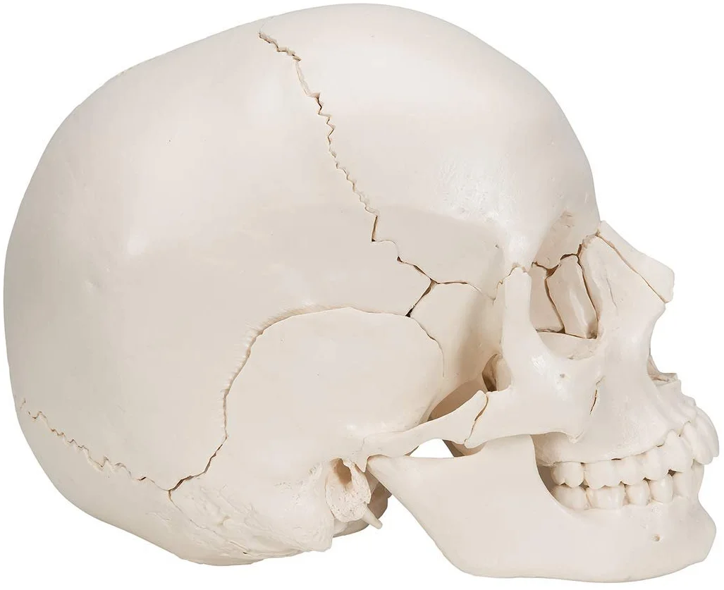 Анатомическая модель черепа 3B Scientific A290 / 22 части / Подвижная челюсть / 3B Smart Anatom / Белый, фото №3