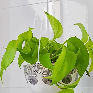 Цепь для подвесных корзин Pack of 5 Plastic White synthetic.ua - Фото 1