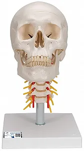 Модель черепа человека 3B Scientific A20/1 / 4 части / 3B Smart Anatom / Разноцветный - Фото 1