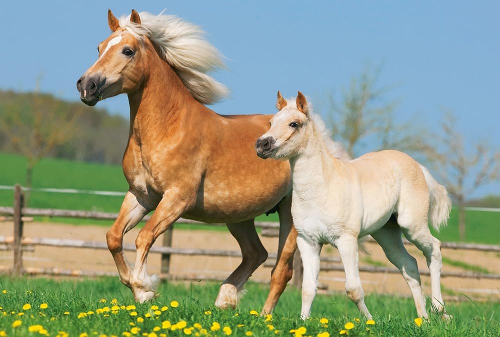 Пазл Schmidt Spiele 55588 horses в металлическом кейсе 2x26 и 2x48 элементов цветной, фото №4