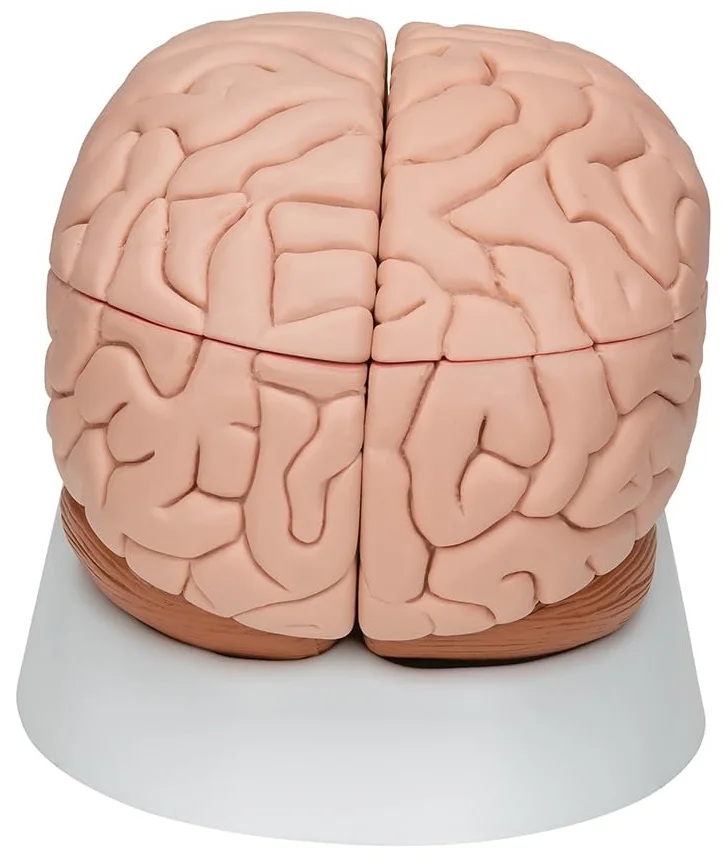 Анатомическая модель мозга 3B Scientific C17 / 8 частей / 3B Smart Anatom / Розовый, фото №4 Анатомическая модель мозга 3B Scientific C17 / 8 частей / 3B Smart Anatom / Розовый, фото №4