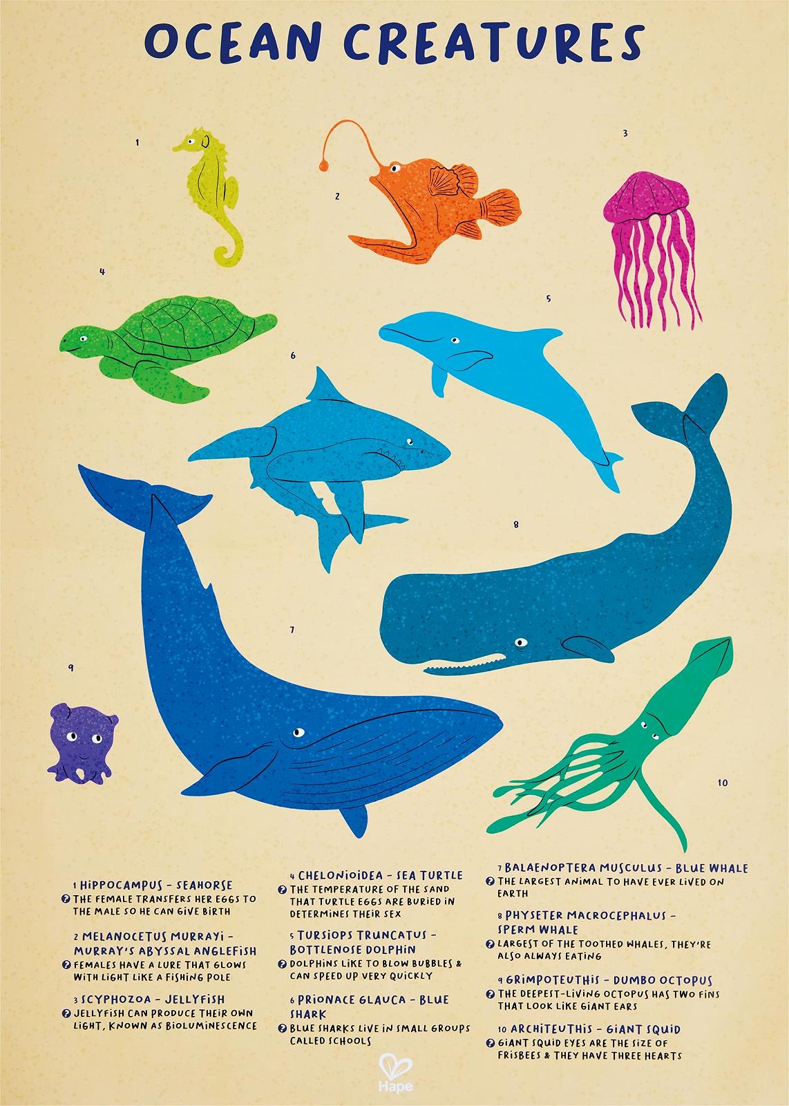 Пазл Hape Shimmer Sea Creatures 200 елементів, фото №6 Пазл Hape Shimmer Sea Creatures 200 елементів, фото №6