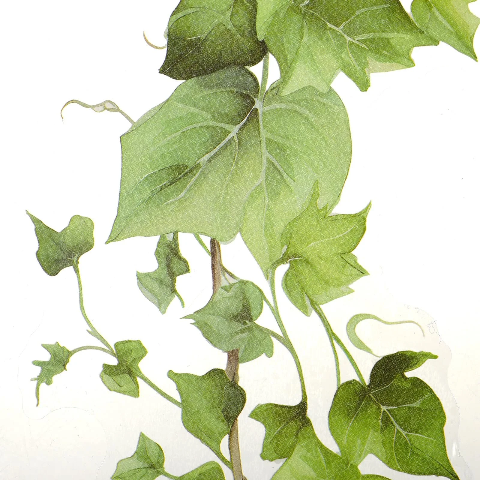 Наклейки на стену Зеленые лианы Растения Плющ Листья 4 шт. Самоклеящиеся, фото №7 Наклейки на стену Зеленые лианы Растения Плющ Листья 4 шт. Самоклеящиеся, фото №7