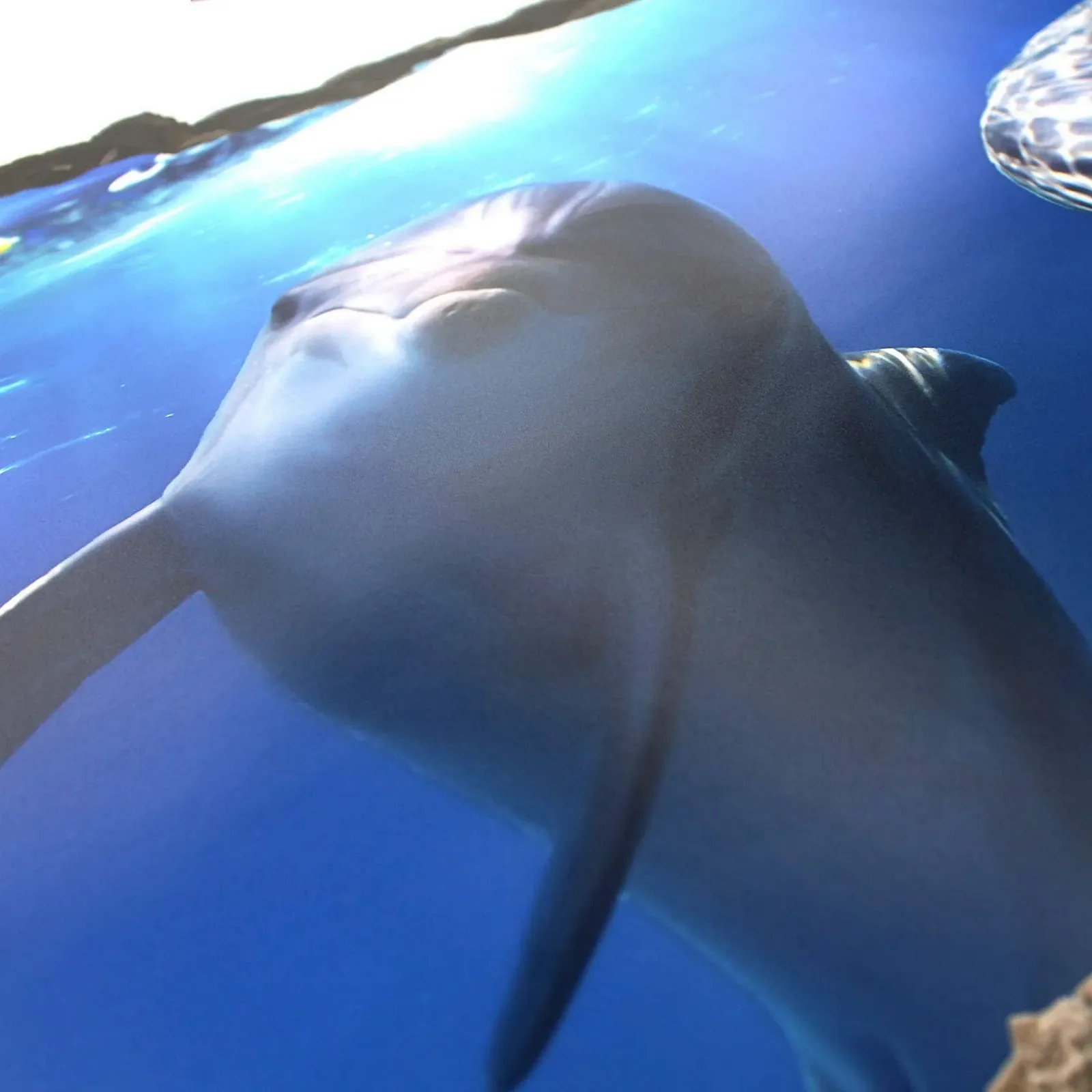 3D Наклейка на стіну Finest Folia Прорив тварин 60 x 100 см, фото №3