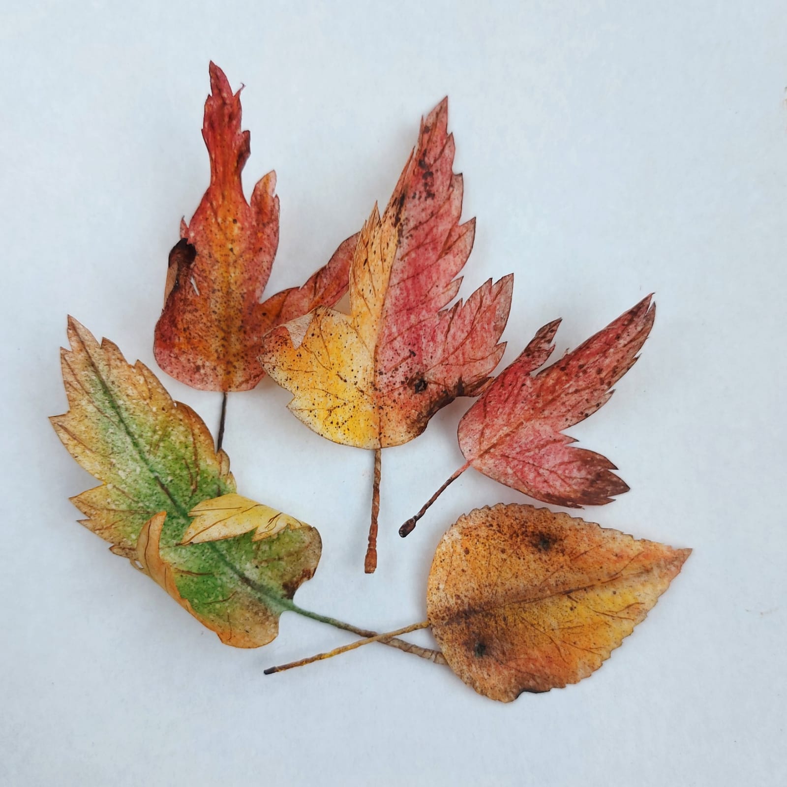 Вафельные цветы SiNegur Осенние листья, набор (7шт.) (ls_topper_leaves7set), фото №2
