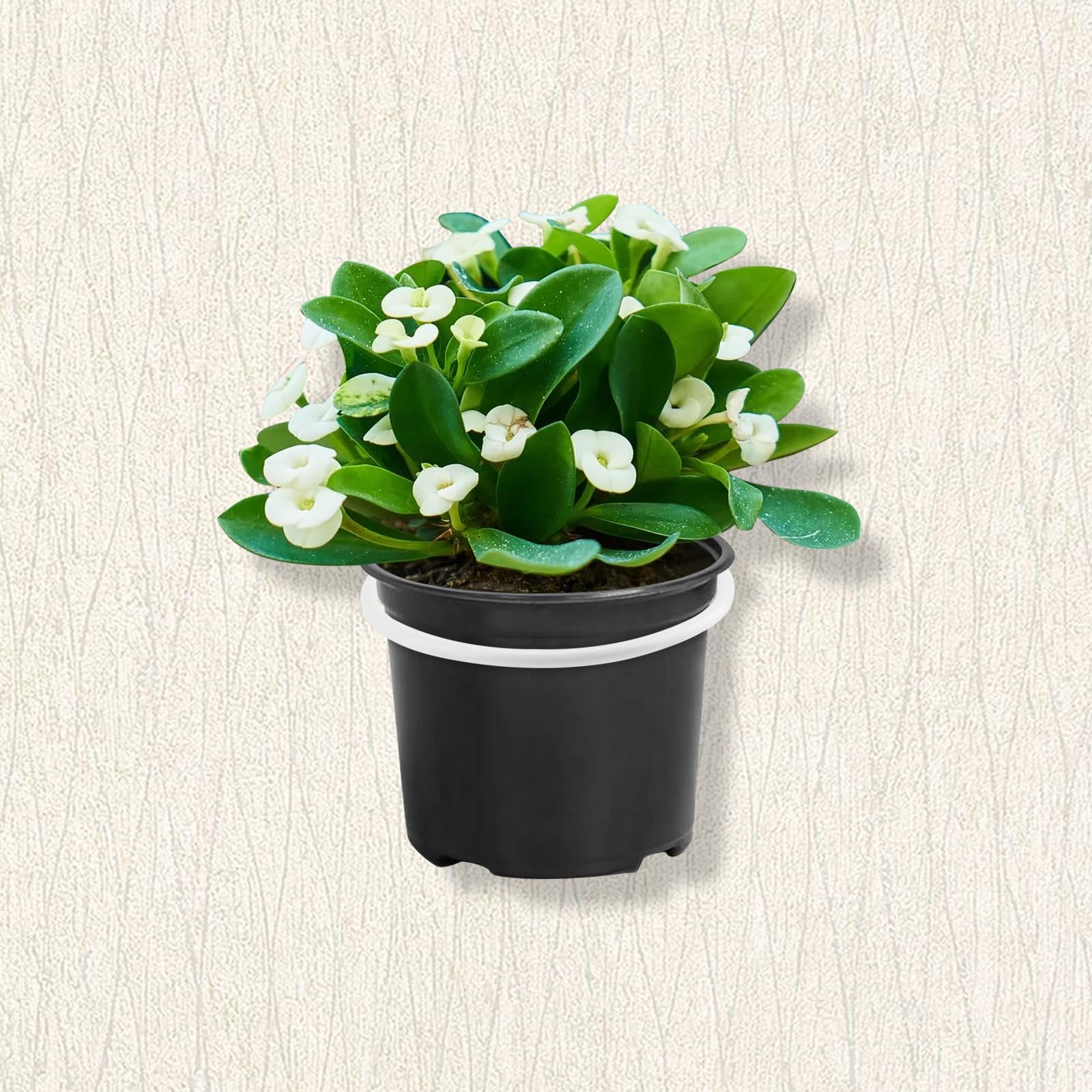 Настінне кріплення для квіткових горщиків 8 штук, 10 см, металеве кільце-тримач, білий, фото №7 Настінне кріплення для квіткових горщиків 8 штук, 10 см, металеве кільце-тримач, білий, фото №7