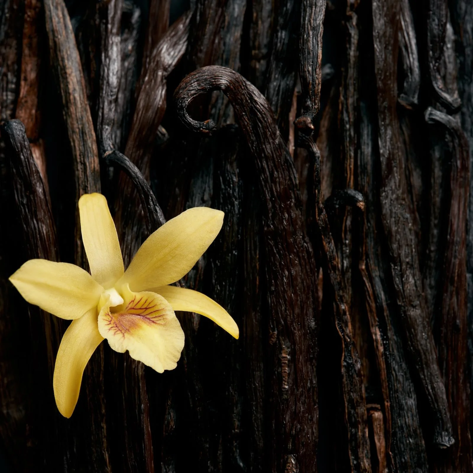 Парфумована вода ESCADA CELEBRATE N.O.W. 30мл, фото №5