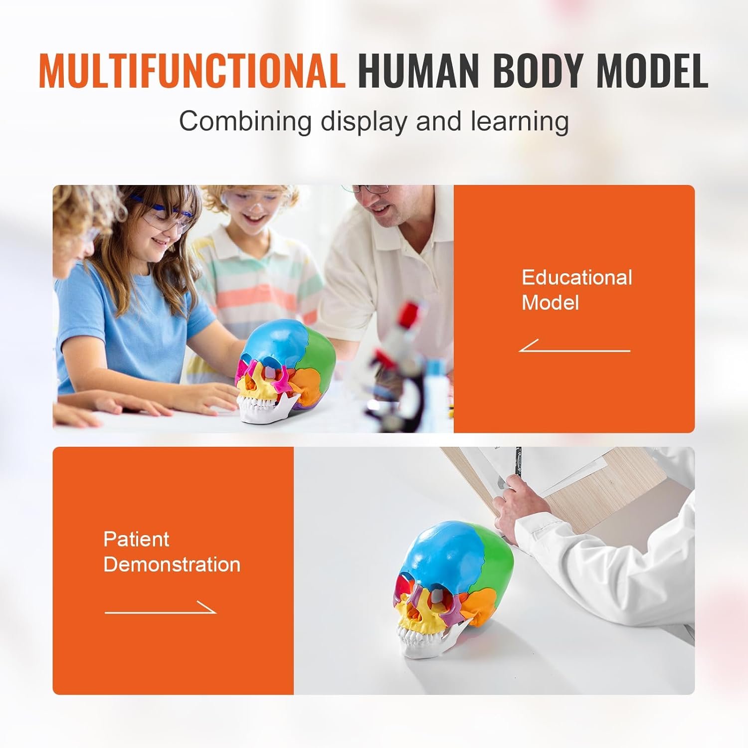 Модель черепа черепа VEVOR MD-V21 / 22 частини / Різнокольоровий, фото №6 Модель черепа черепа VEVOR MD-V21 / 22 частини / Різнокольоровий, фото №6