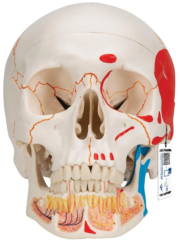 Модель черепа людини 3B Scientific A22/1 / 3 частини / 3B Smart Anatom / Різнокольоровий, фото №1