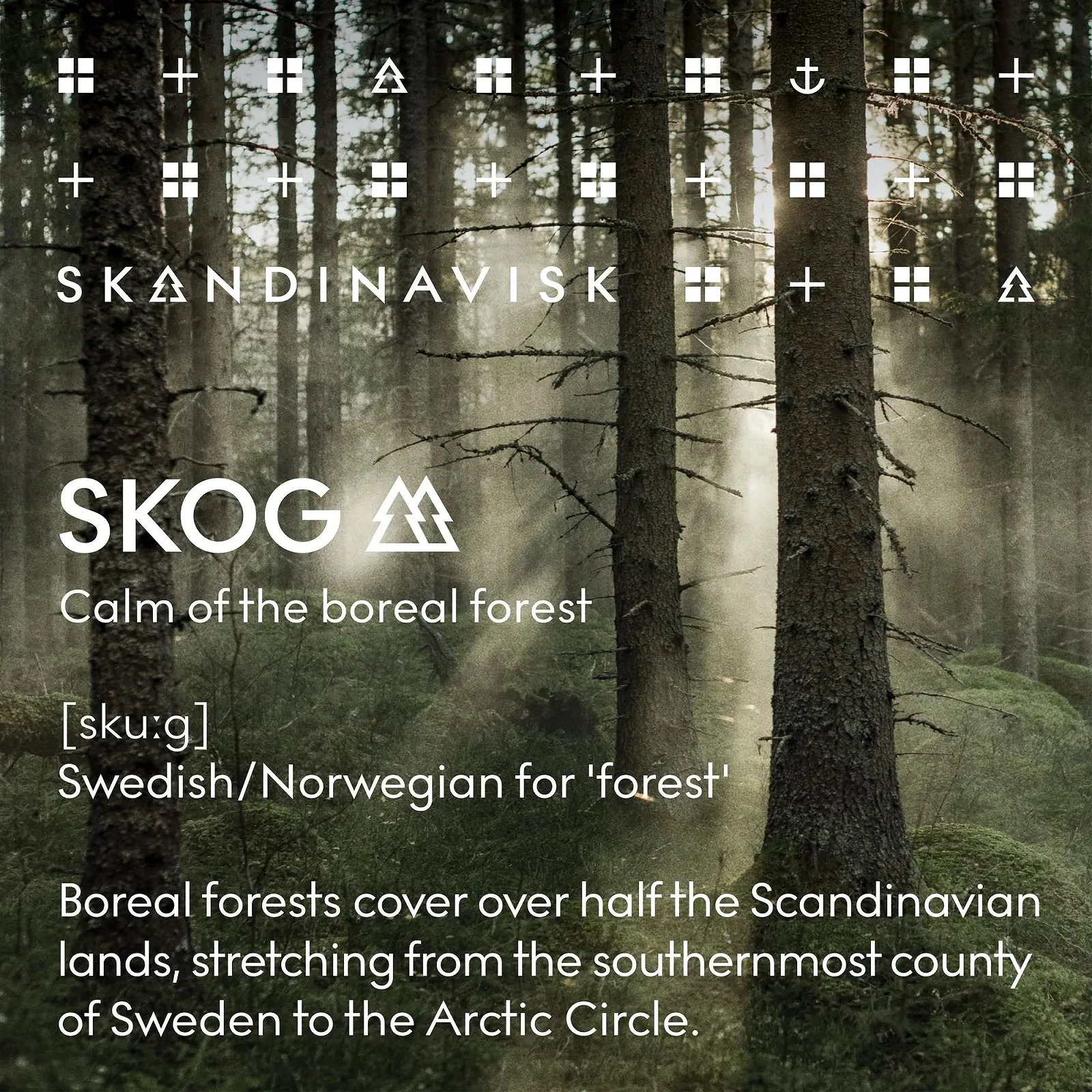Крем для рук Skandinavisk SKOG 'Forest', Хвоя и шишки сосны, Березовый сок и ландыш, 75 мл, фото №8