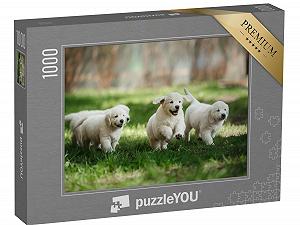 Пазл puzzleYOU PUPPY Jigsaw Puzzle Collection Маленькие щенки золотистого ретривера, бегающие по парку летом 1000 деталей - Фото 1