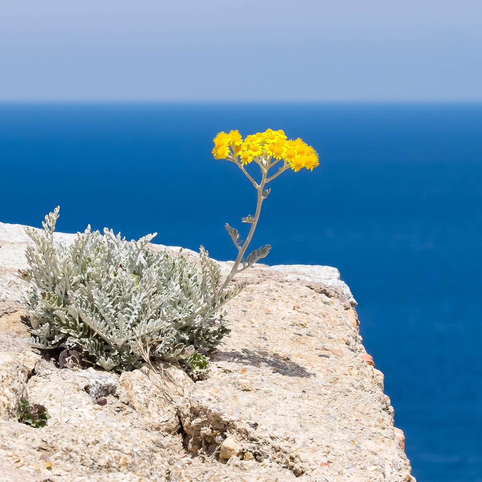 Крем для рук Salis 100 мл, фото №5