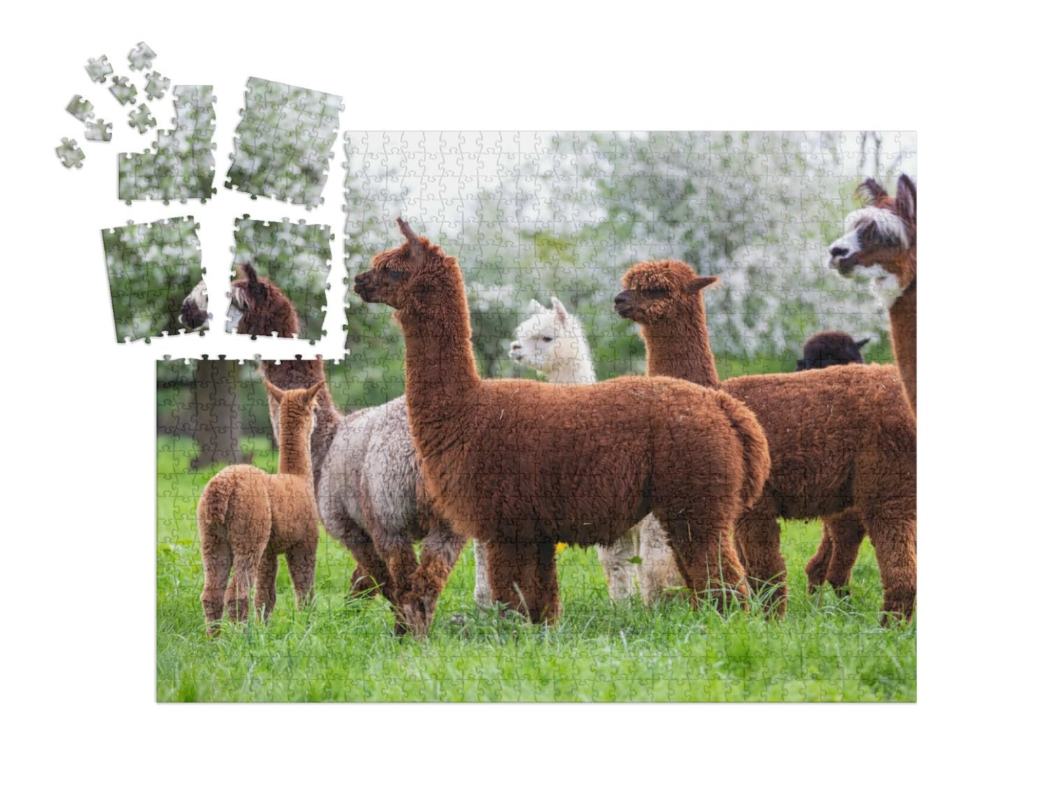 Пазл-календарь puzzleYOU Alpaca Herd on a Spring Meadow 1000 деталей, фото №2