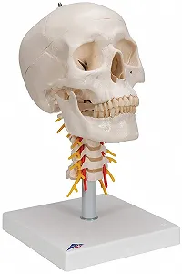 Модель черепа человека 3B Scientific A20/1 / 4 части / 3B Smart Anatom / Разноцветный synthetic.ua - Фото 1
