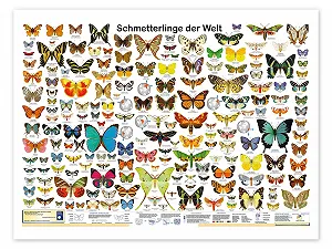 Постер Planet Poster Editions Butterflies of the World 90 x 70 см Разноцветный - Фото 1