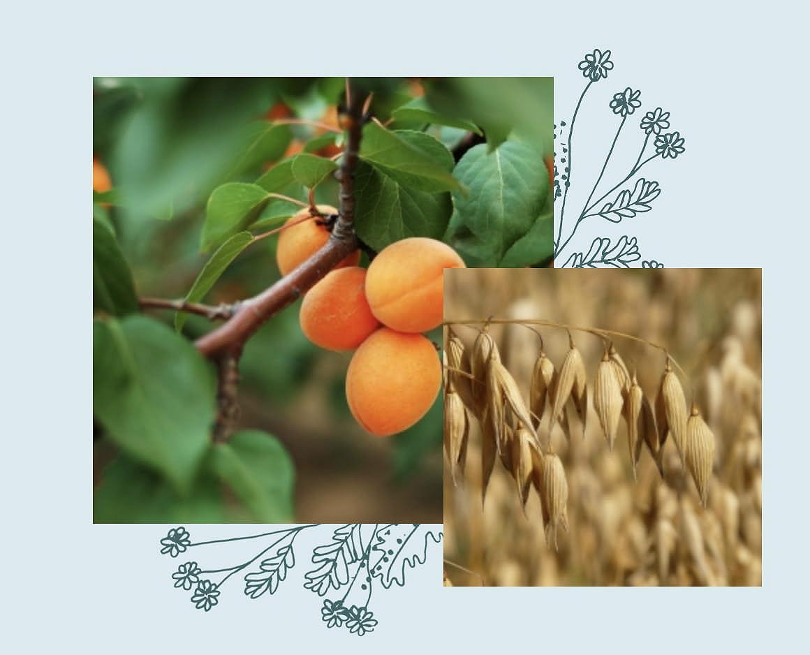 Маска Officina Naturae CURLY MASK для кучерявого волосся з абрикосовою кісточкою і какао-маслом органічна 150 мл, фото №4 Маска Officina Naturae CURLY MASK для кучерявого волосся з абрикосовою кісточкою і какао-маслом органічна 150 мл, фото №4