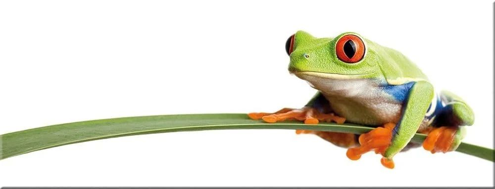 Картина на склі artissimo AG1968A Little Frog 80 x 30 см Green, фото №1 Картина на склі artissimo AG1968A Little Frog 80 x 30 см Green, фото №1