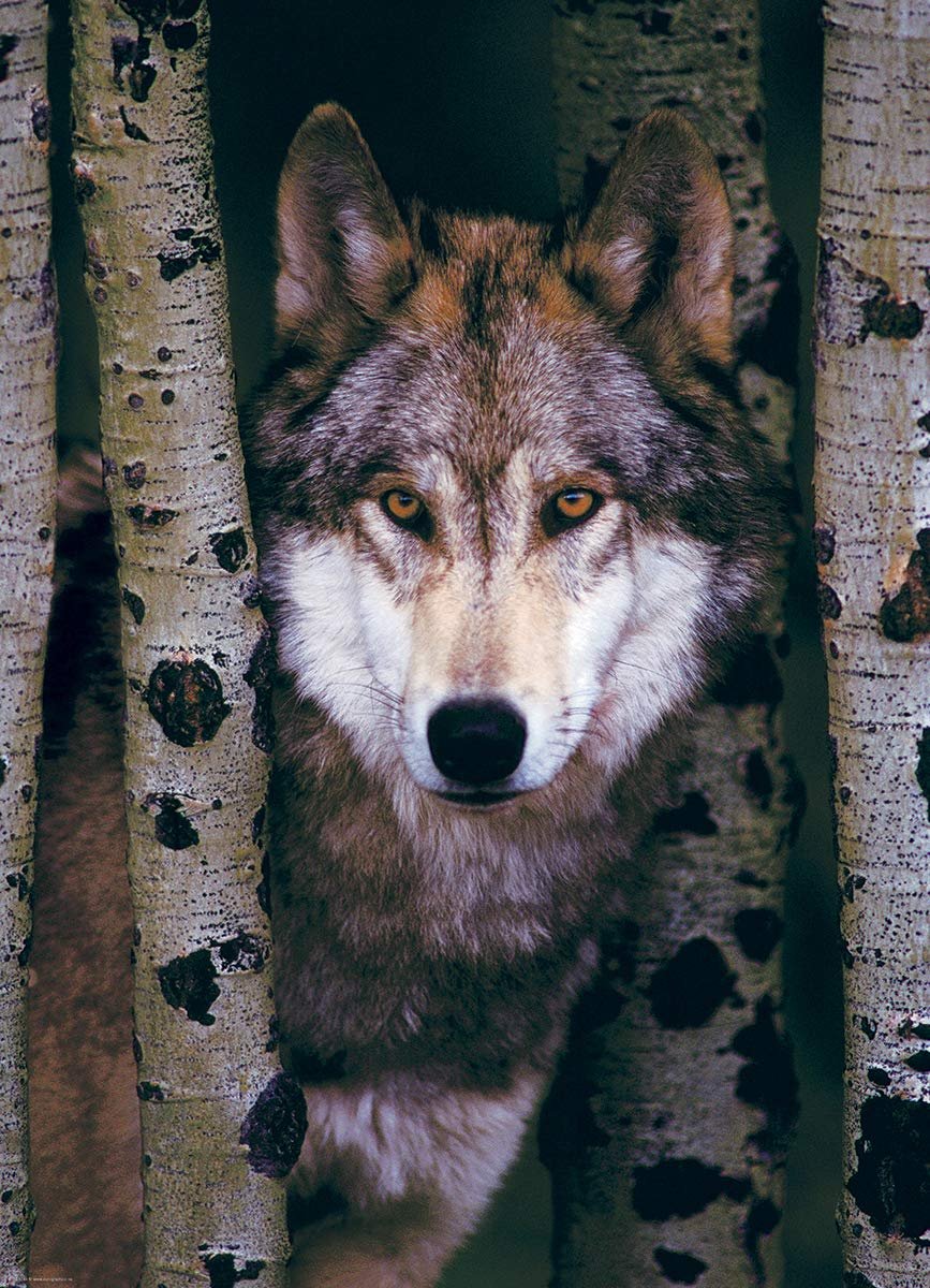 Пазл Eurographics Gray Wolf 1000 элементов, фото №2