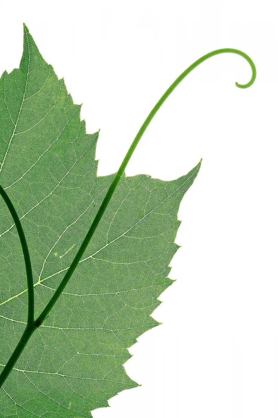 Крем для ног Kräuterhof Duo Set с экстрактом листьев красного винограда увлажняющий 2 x 250 мл, фото №6