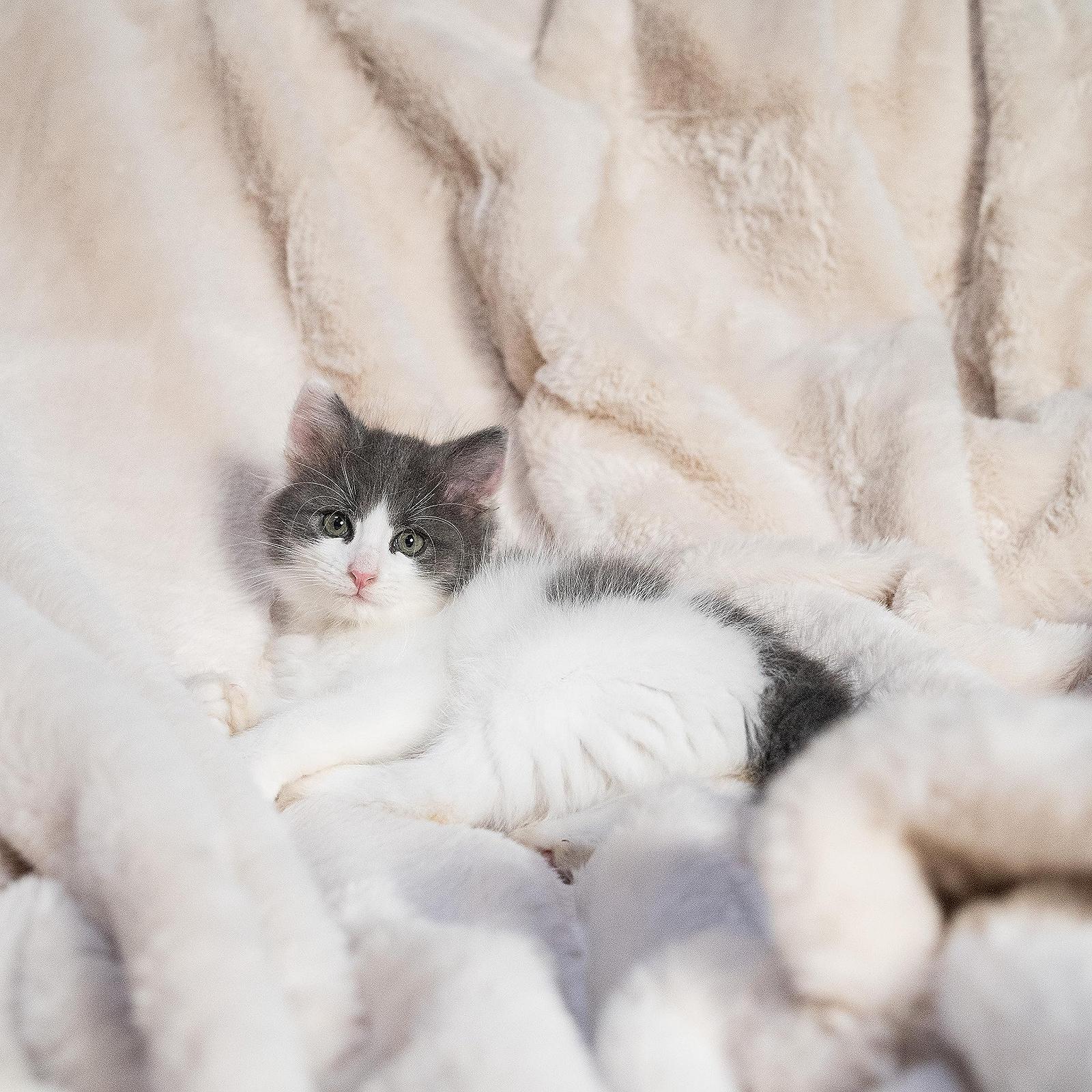 Покривало Quantum Interior хутряна м'яка затишна двостороння, фото №3 Покривало Quantum Interior хутряна м'яка затишна двостороння, фото №3