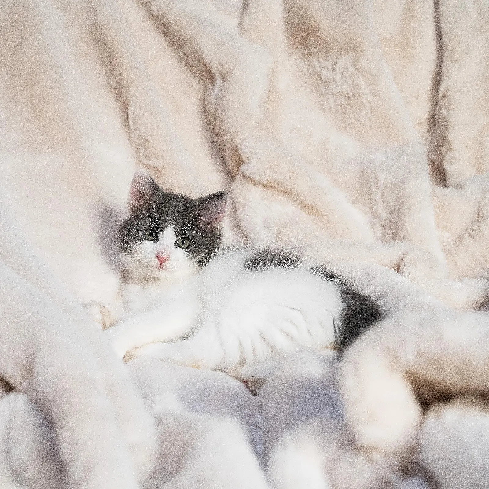 Одеяло Quantum Interior меховое мягкое уютное двустороннее с меховым видом Накидка на диван из искусственного меха Высококачественное покрывало для кровати 150 x 200 см (Off White), фото №3 Одеяло Quantum Interior меховое мягкое уютное двустороннее с меховым видом Накидка на диван из искусственного меха Высококачественное покрывало для кровати 150 x 200 см (Off White), фото №3