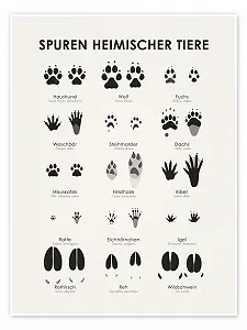 Постер Iris Luckhaus Traces of Native Animals II 30 x 40 см Глянцевый - Фото 1