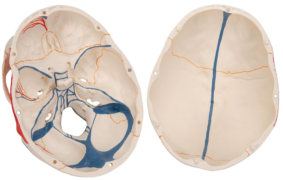 Модель черепа людини 3B Scientific A22/1 / 3 частини / 3B Smart Anatom / Різнокольоровий, фото №6