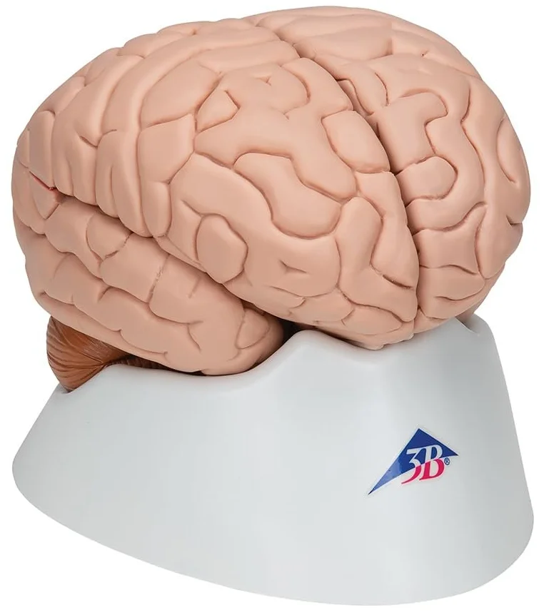 Анатомическая модель мозга 3B Scientific C17 / 8 частей / 3B Smart Anatom / Розовый, фото №2 Анатомическая модель мозга 3B Scientific C17 / 8 частей / 3B Smart Anatom / Розовый, фото №2