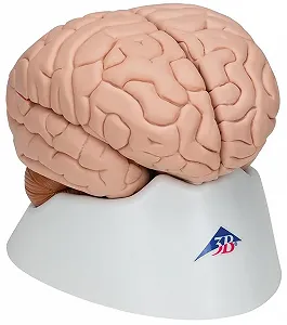 Анатомическая модель мозга 3B Scientific C17 / 8 частей / 3B Smart Anatom / Розовый synthetic.ua - Фото 1