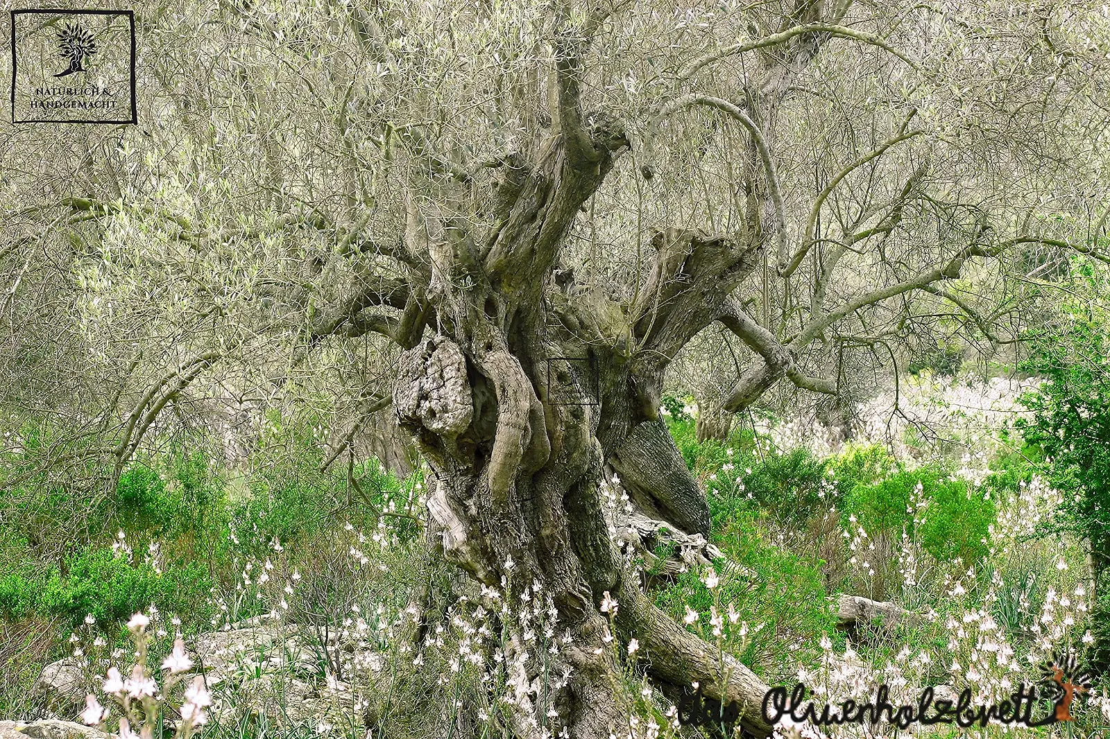 Терка Дерев'яна DAS OLIVENHOLZBRETT для пармезану, твердого сиру, 19 см, з ручкою, фото №3 Терка Дерев'яна DAS OLIVENHOLZBRETT для пармезану, твердого сиру, 19 см, з ручкою, фото №3