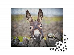 Пазл puzzleYOU Donkey Animals Puzzle Collection Любопытный ослик 1000 деталей synthetic.ua - Фото 1