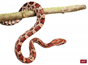 Постер-наклейка 1art1 Snakes Corn Snake 30 x 21 дюймів - Фото 1