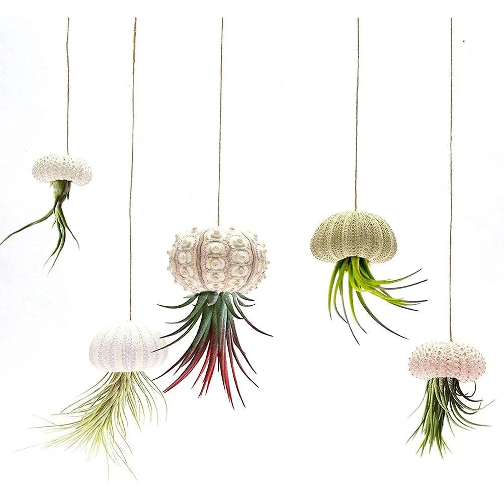 Тримачі для повітряних рослин Ejoyous Conch 5-Piece Set Натуральні мушлі з дренажними отворами, фото №2