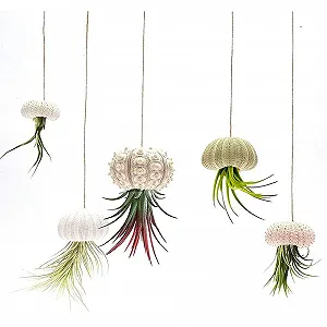 Тримачі для повітряних рослин Ejoyous Conch 5-Piece Set Натуральні мушлі з дренажними отворами synthetic.ua - Фото 1