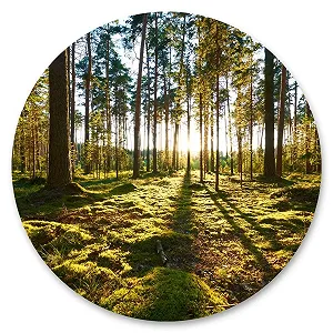 Наклейка на стіну Muralo Circle Trees Forest Sun Rays 100 x 100 см, 3D - Фото 1