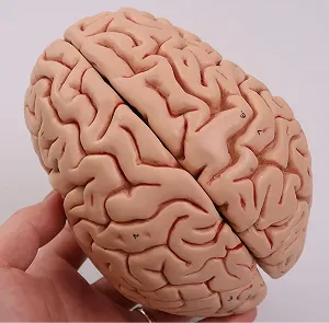 Анатомічна модель мозку 3B Scientific C18 / 5 частин / 3B Smart Anatom / Рожевий synthetic.ua - Фото 1