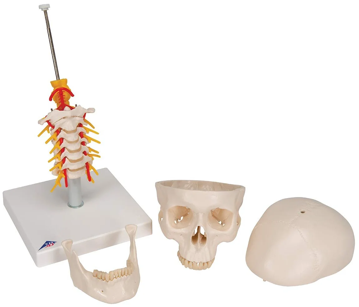 Модель черепа человека 3B Scientific A20/1 / 4 части / 3B Smart Anatom / Разноцветный, фото №5