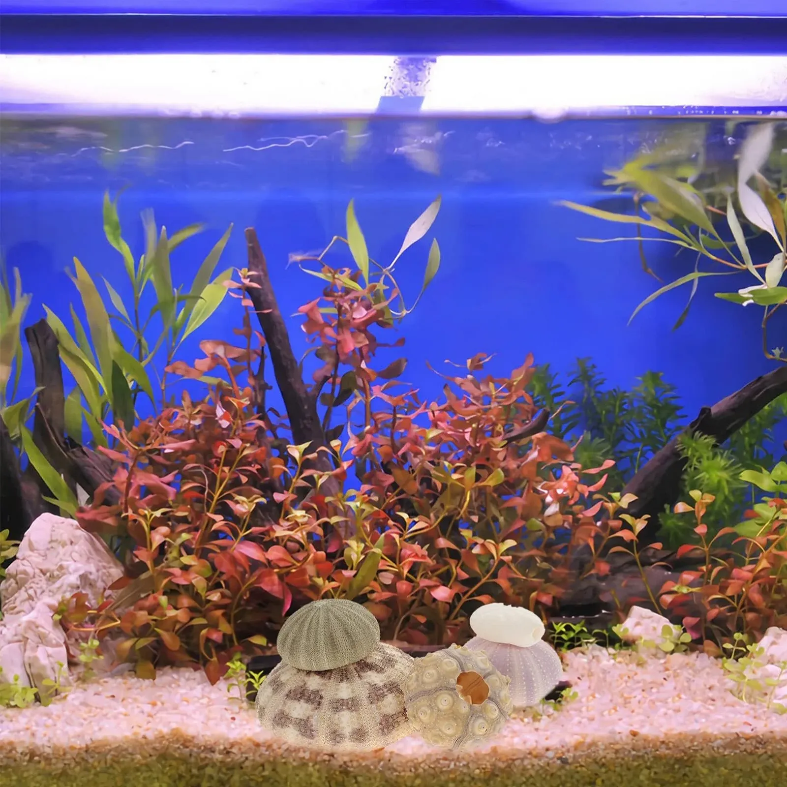 Тримачі для повітряних рослин Sea Urchins Shells Набір 6 шт. натуральні мушлі морських їжаків, фото №2