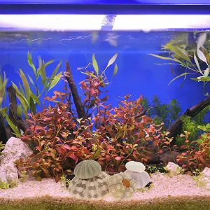 Тримачі для повітряних рослин Sea Urchins Shells Набір 6 шт. натуральні мушлі морських їжаків synthetic.ua - Фото 1