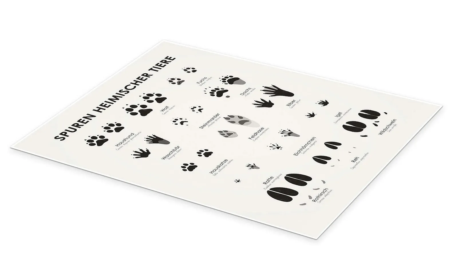 Постер Iris Luckhaus Traces of Native Animals II 30 x 40 см Глянцевый, фото №2 Постер Iris Luckhaus Traces of Native Animals II 30 x 40 см Глянцевый, фото №2