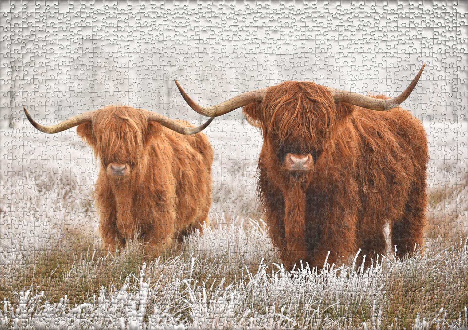 Пазл Ulmer Puzzleschmiede Winter Friends 1000 элементов Животные Хайлендские коровы Зима, фото №2 Пазл Ulmer Puzzleschmiede Winter Friends 1000 элементов Животные Хайлендские коровы Зима, фото №2