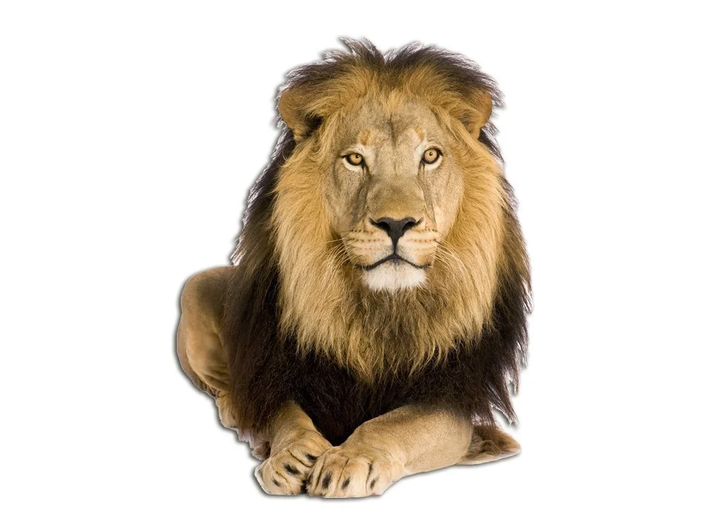 Наклейка на стену GRAZDesign Lion Savannah Africa 3D 74 x 57 см, фото №6