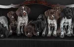 Пазл Woody Puzzle Dog German Wirehaired 1000 деталей 26 x 38 см - Фото 1