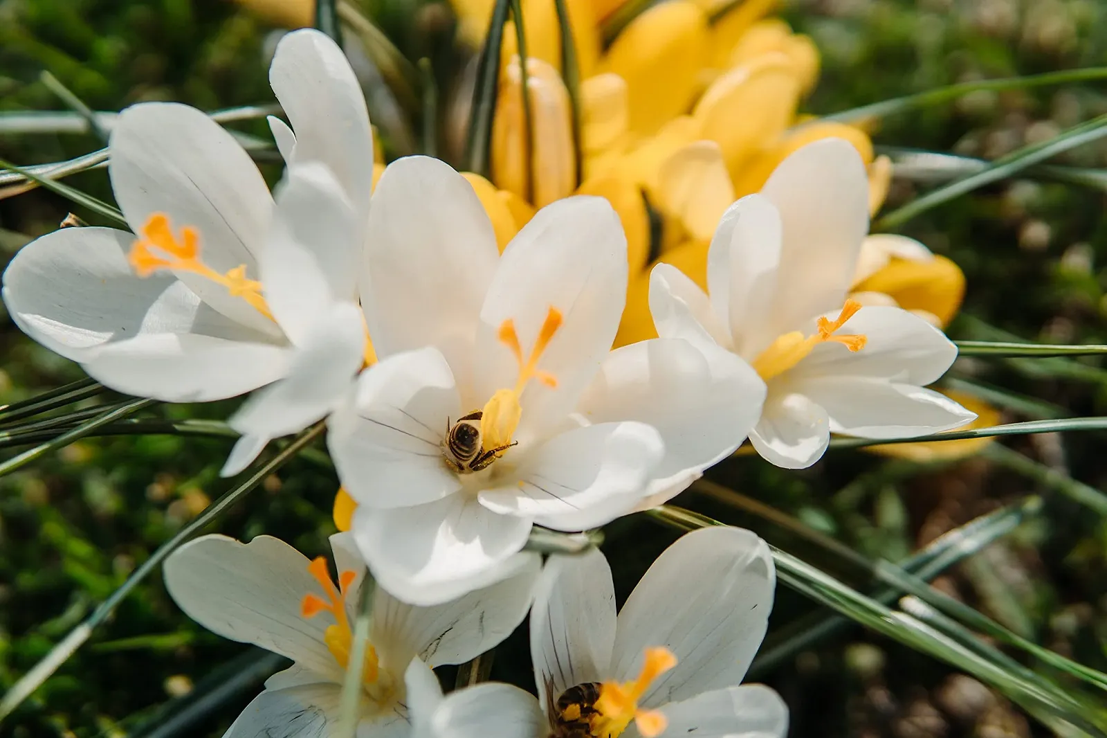 Денний крем для обличчя Tesela Natura з чистим медом для нормальної та комбінованої шкіри 30 мл (Цвіт апельсина), фото №6